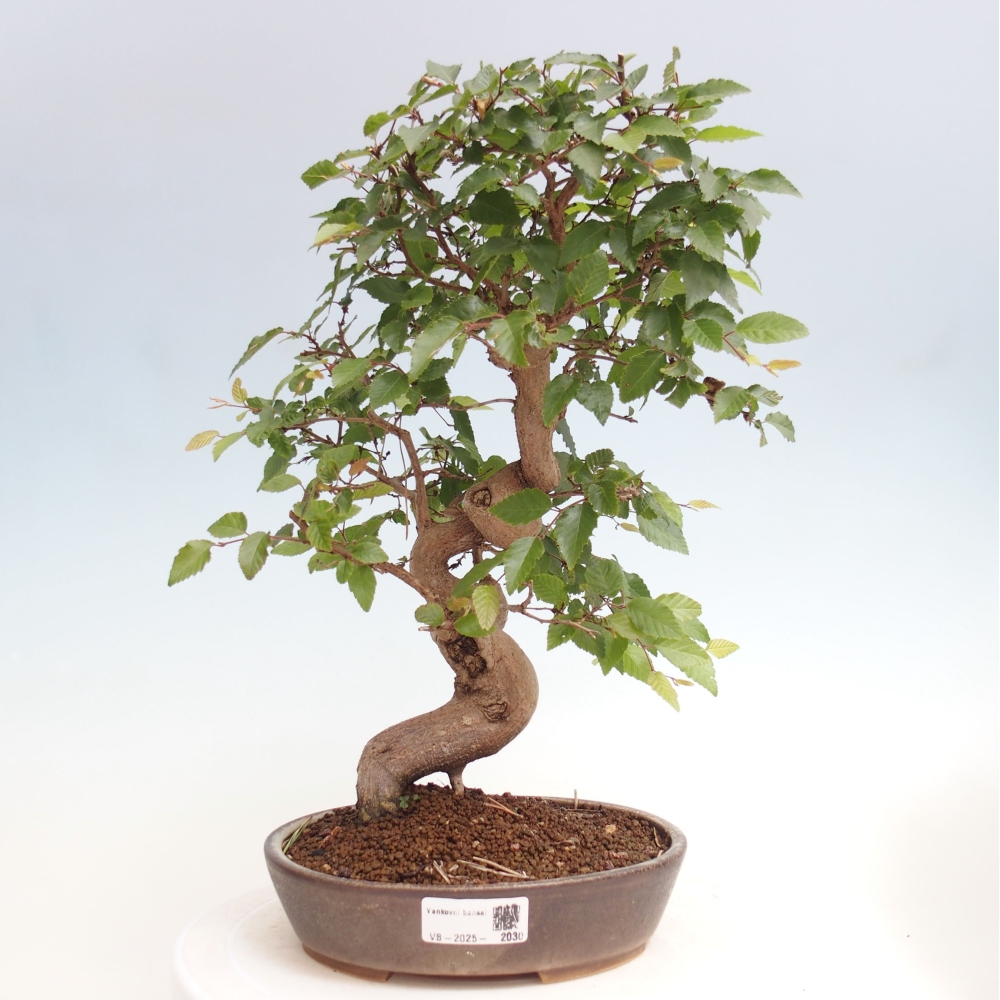Venkovní bonsai -Carpinus CARPINOIDES - Habr korejský