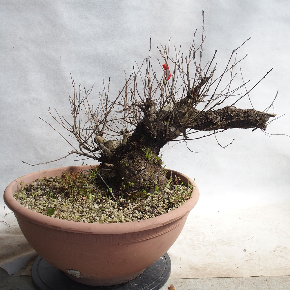 Venkovní bonsai -Mahalebka - Prunus mahaleb