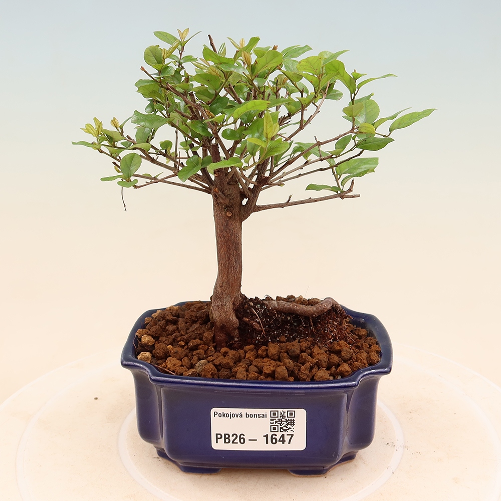 Pokojová bonsai - Sagerécie thea - Sagerécie thea
