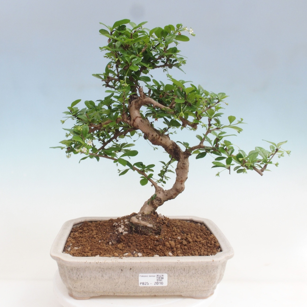 Pokojová bonsai - Carmona macrophylla - Čaj fuki