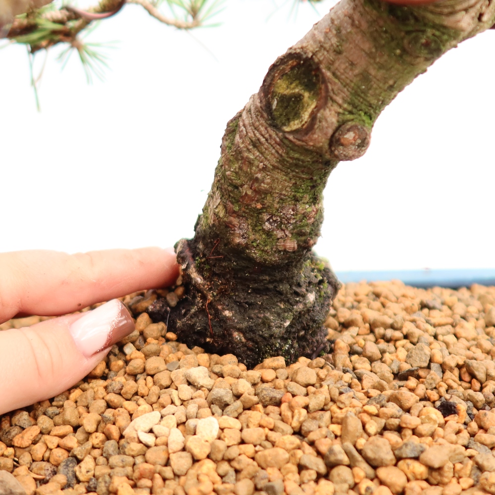 Venkovní bonsai - Pinus mugo Humpy  - Borovice kleč