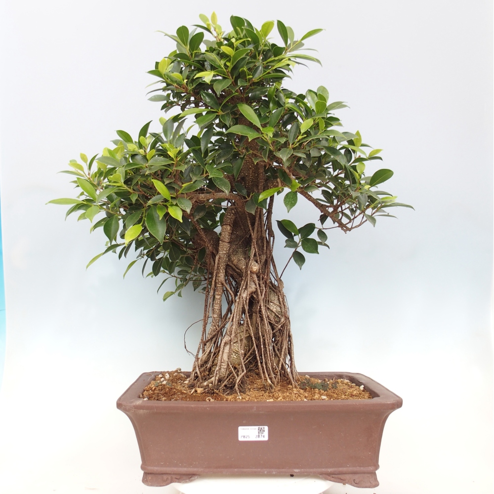 Pokojová bonsai - Ficus kimmen -  malolistý fíkus - POUZE OSOBNÍ ODBĚR nebo paletová přeprava