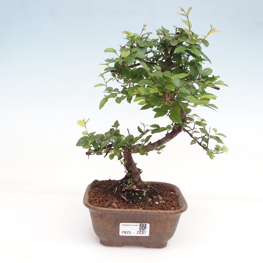 Pokojová bonsai - Sagerécie thea - Sagerécie thea