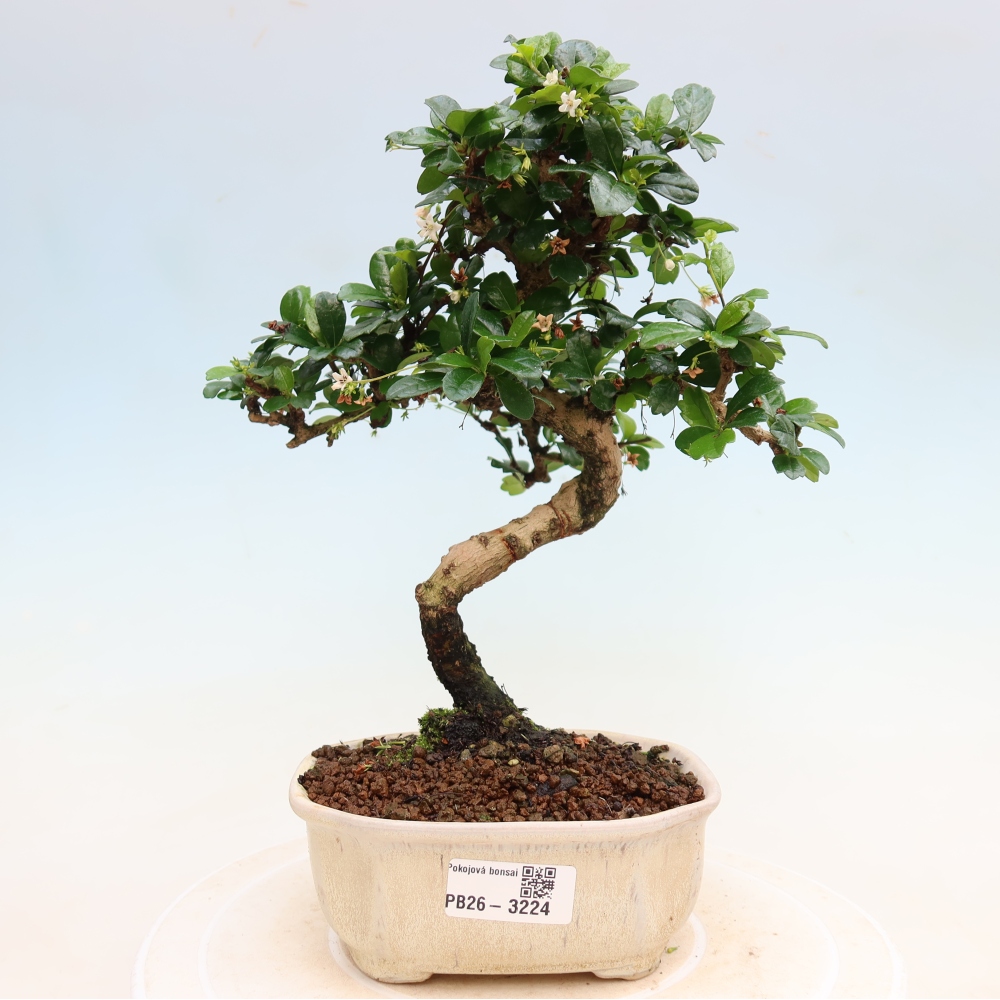 Pokojová bonsai - Carmona macrophylla - Čaj fuki