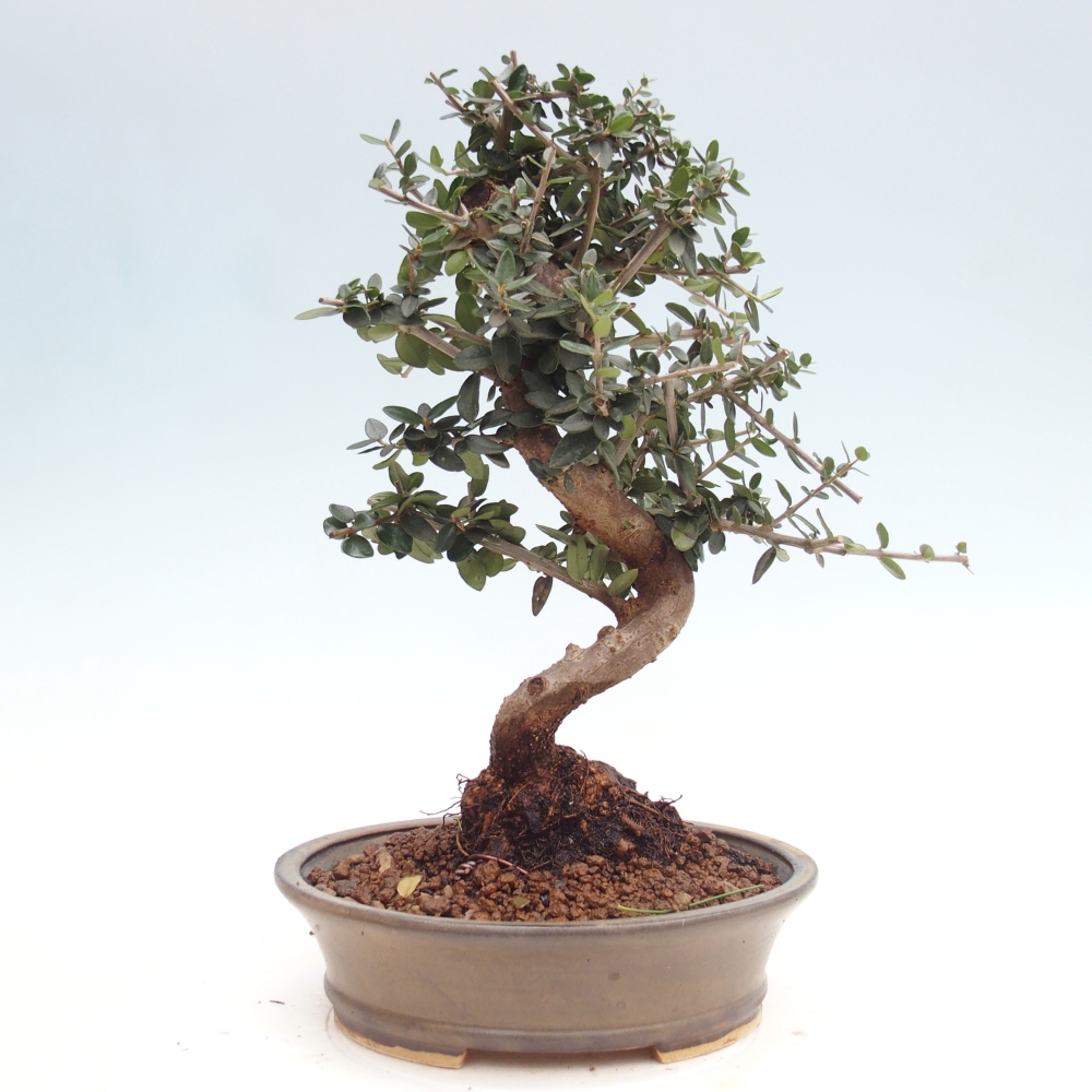 Pokojová bonsai - Olea europaea sylvestris -Oliva evropská drobnolistá
