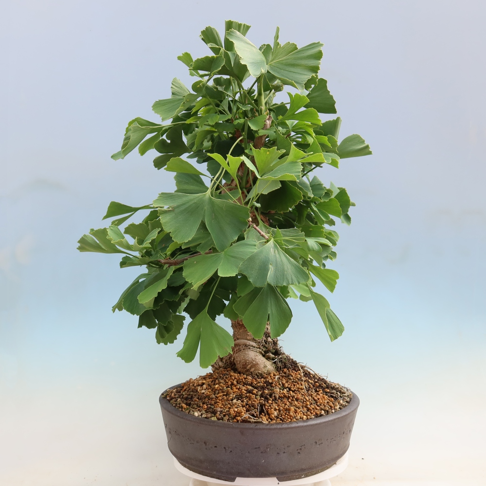 Venkovní bonsai - Jinan dvoulaločný - Ginkgo biloba