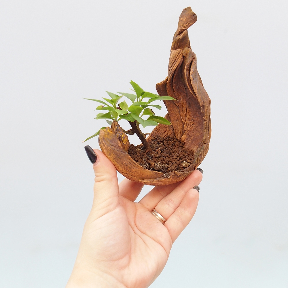 Pokojová bonsai - Bouganwilea