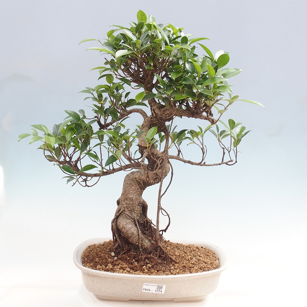 Pokojová bonsai - Ficus kimmen -  malolistý fíkus