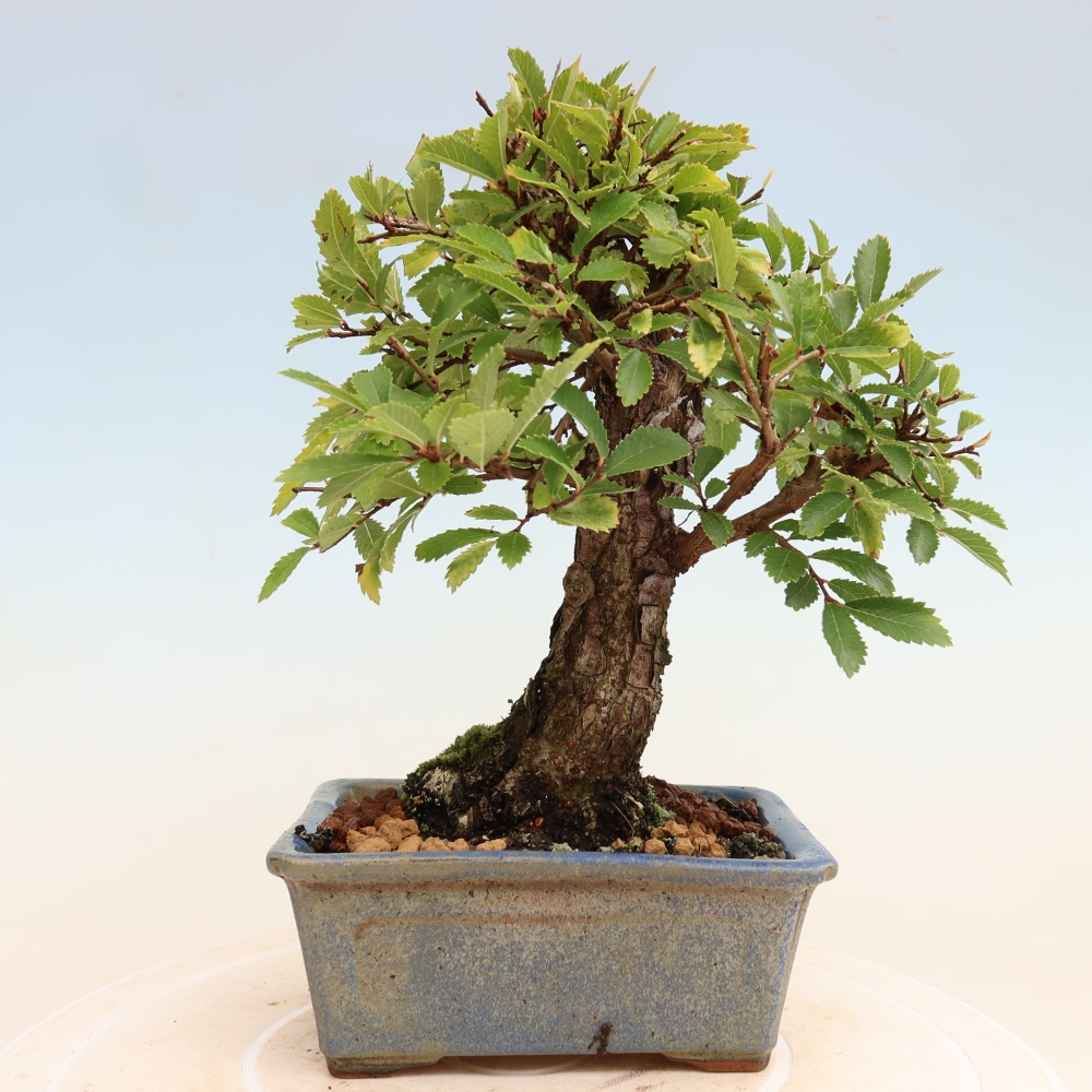 Venkovní bonsai - Zelkova - Zelkova NIRE