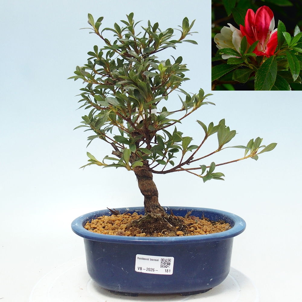 Venkovní bonsai - Japonská azalka - Azalea Senhime