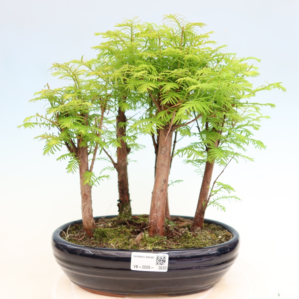 Venkovní bonsai - Metasequoia glyptostroboides - Metasekvoje čínská - lesík