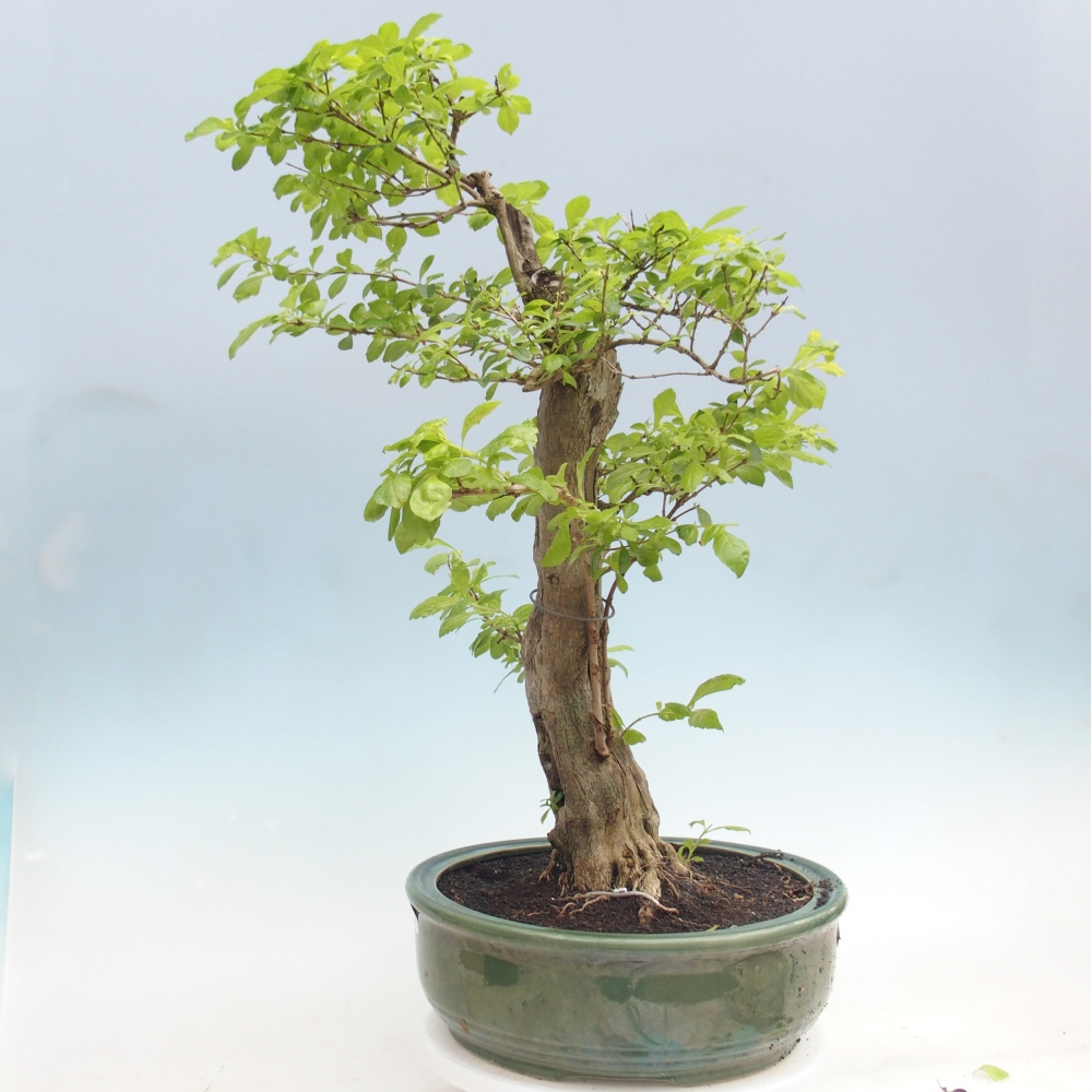 Pokojová bonsai - Duranta erecta Aurea - POUZE OSOBNÍ ODBĚR nebo paletová přeprava