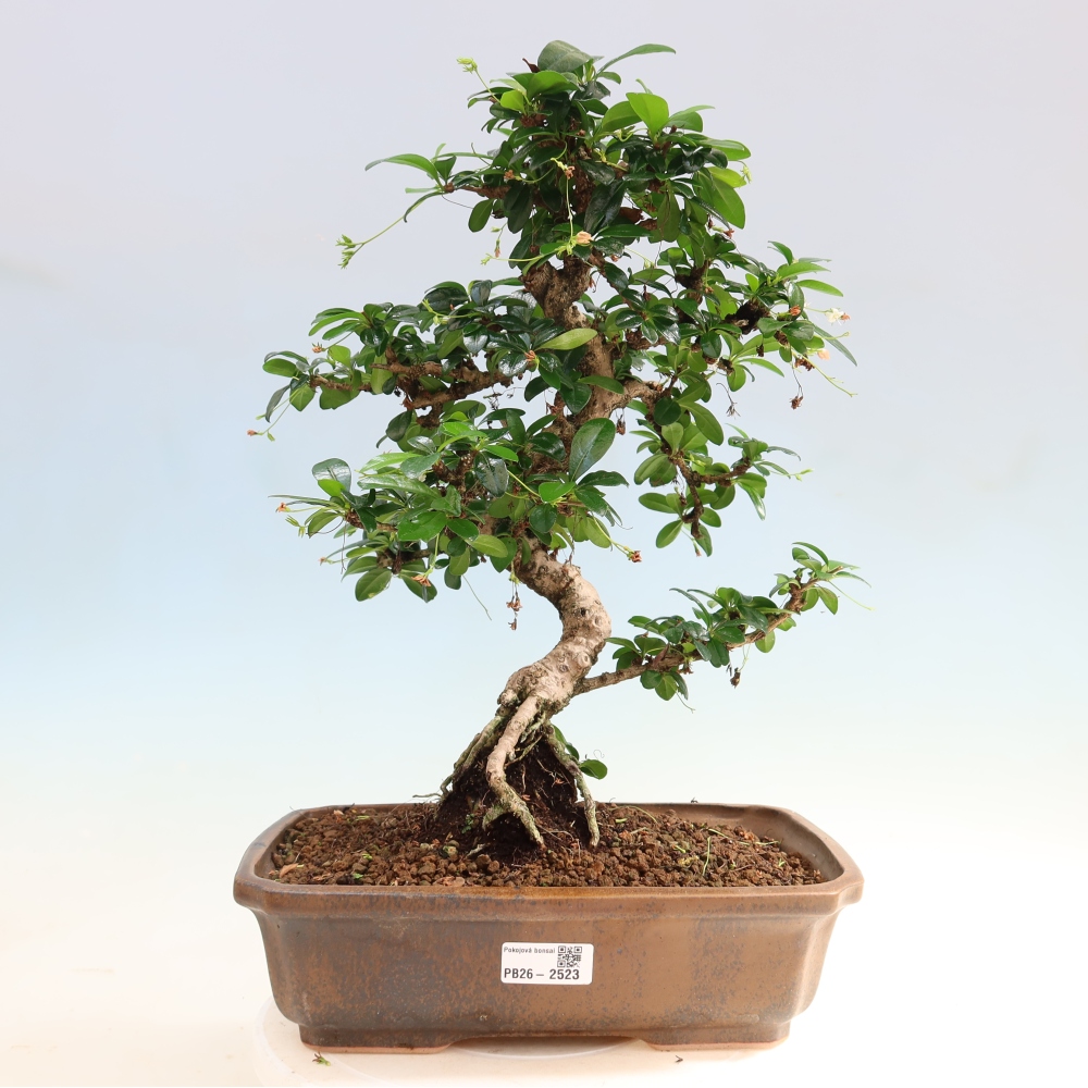 Pokojová bonsai - Carmona macrophylla - Čaj fuki