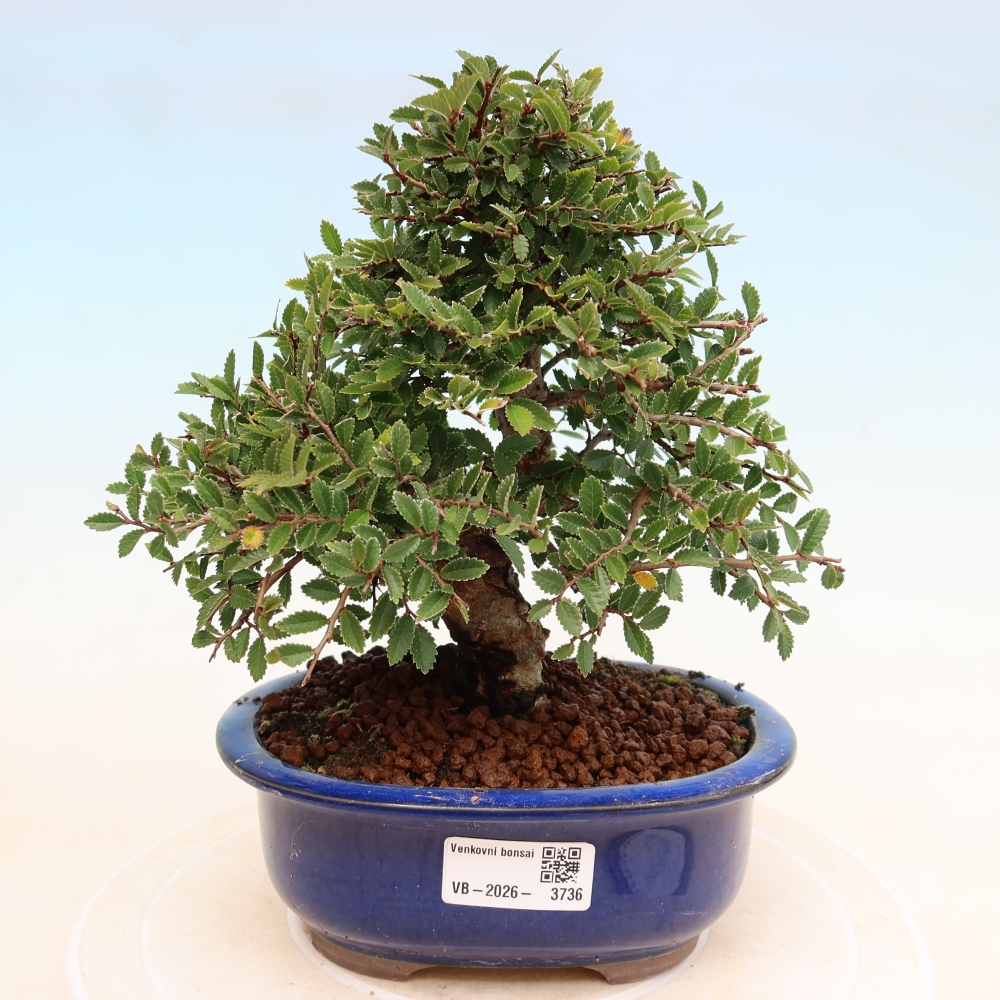 Venkovní bonsai - Zelkova - Zelkova NIRE