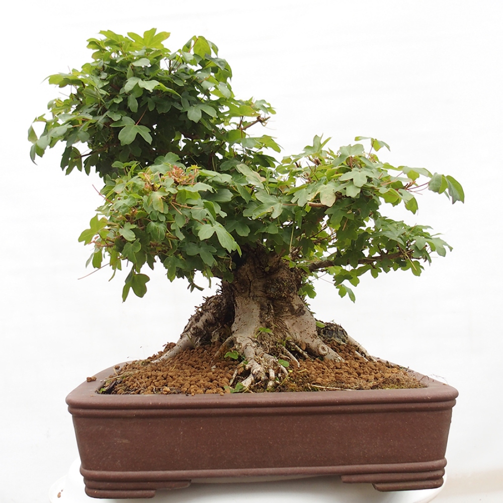 Venkovní bonsai - Javor Francouzský - Acer Nonspessulanum