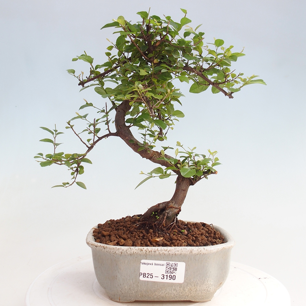 Pokojová bonsai - Sagerécie thea - Sagerécie thea