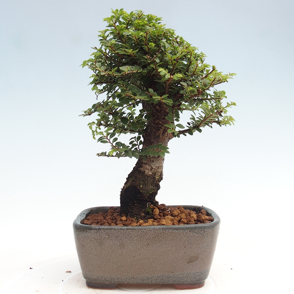 Venkovní bonsai - Ulmus parvifolia Hokkaido - jilm Čínský