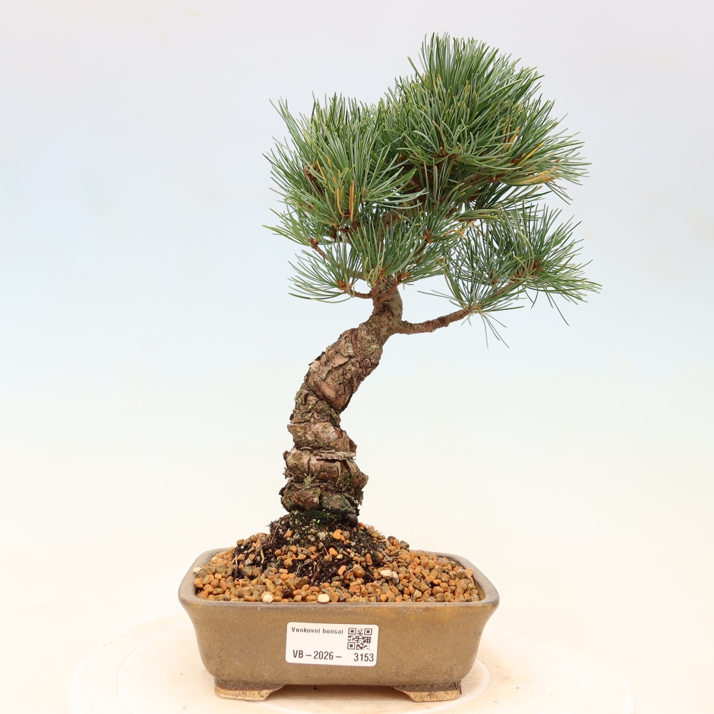 Venkovní bonsai - Pinus parviflora - Borovice drobnokvětá