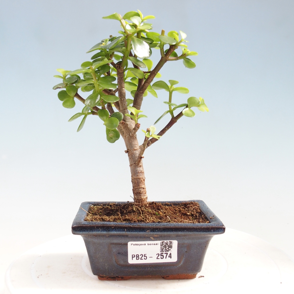 Pokojová bonsai - Portulakaria Afra - Tlustice