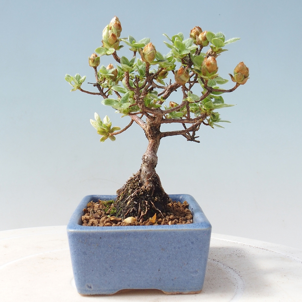 Venkovní bonsai - Rhododendron indicum - Japonská azalka