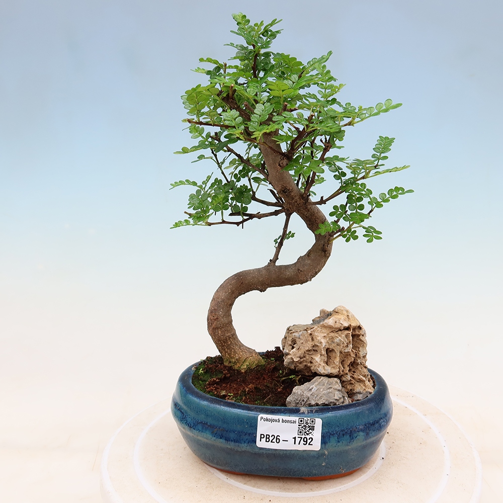Pokojová bonsai - Zantoxylum piperitum - Pepřovník