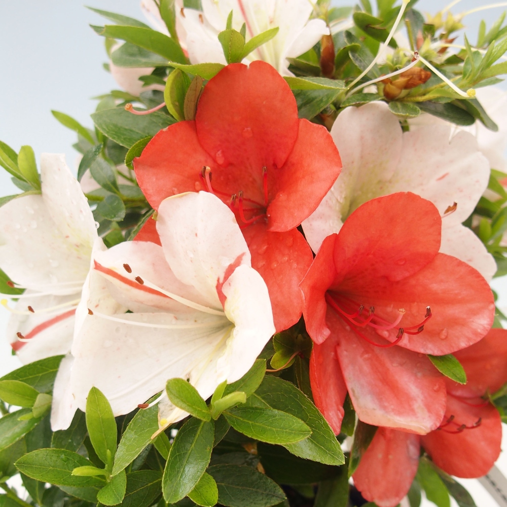 Venkovní bonsai - Japonská azalka - Azalea Asazakura