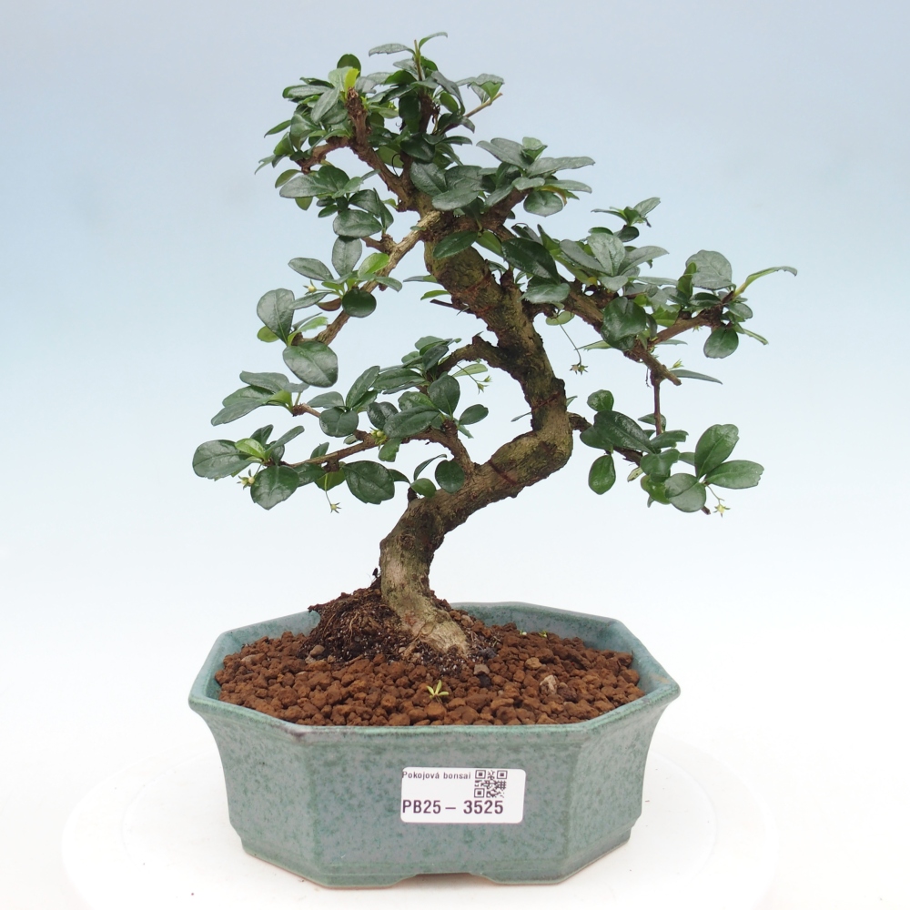 Pokojová bonsai - Carmona macrophylla - Čaj fuki