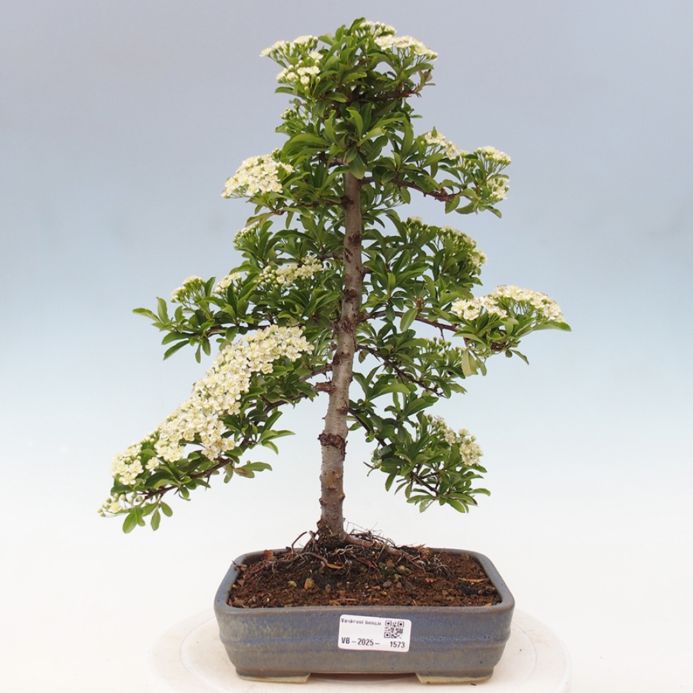 Venkovní bonsai-Pyracanta Teton -Hlohyně