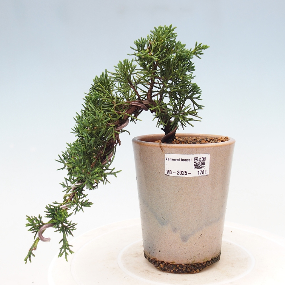 Venkovní bonsai - Juniperus chinensis Kishu -Jalovec čínský