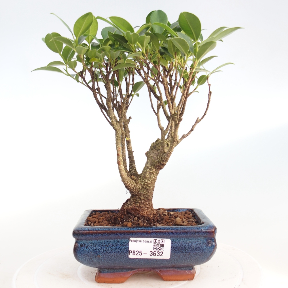 Pokojová bonsai - Ficus retusa -  malolistý fíkus