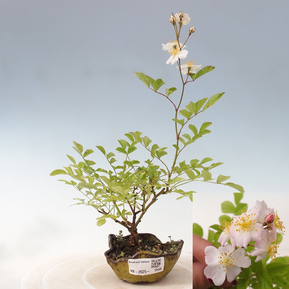 Venkovní bonsai - Rosa sp. - malokvětá růže