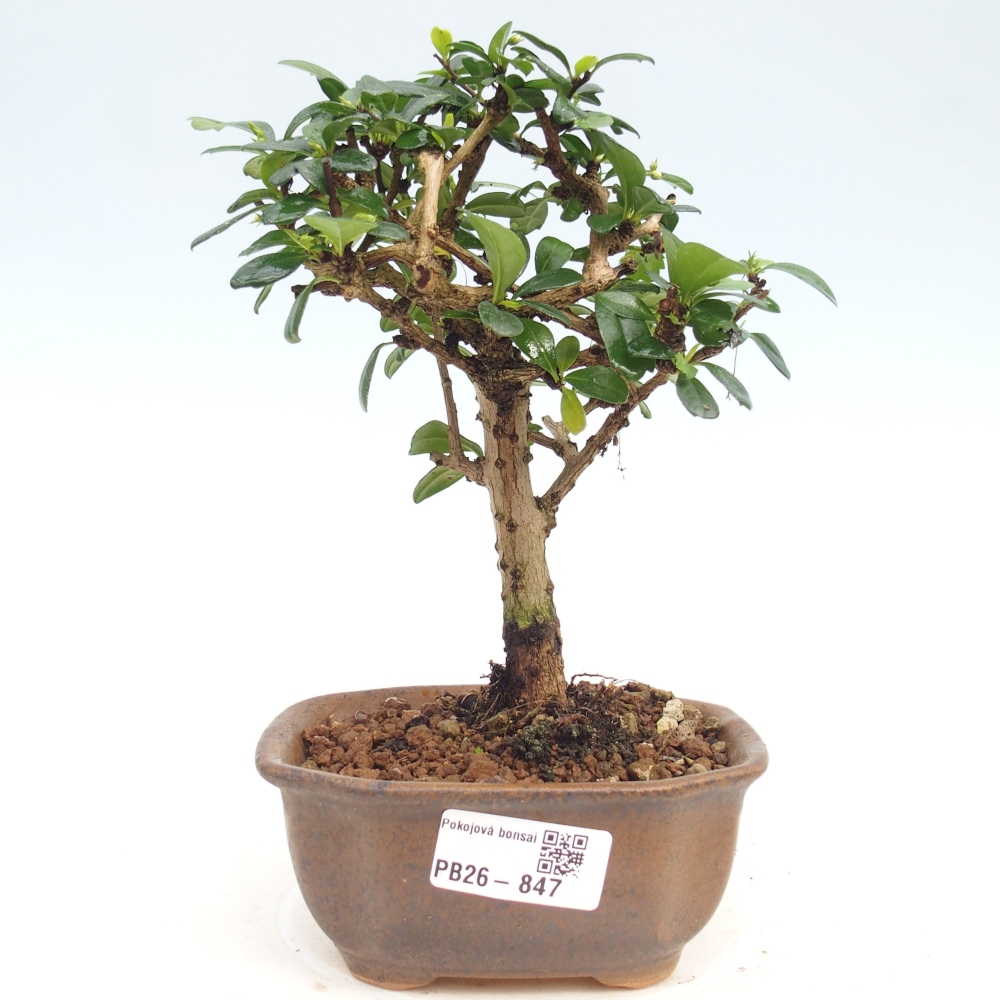 Pokojová bonsai - Carmona macrophylla - Čaj fuki