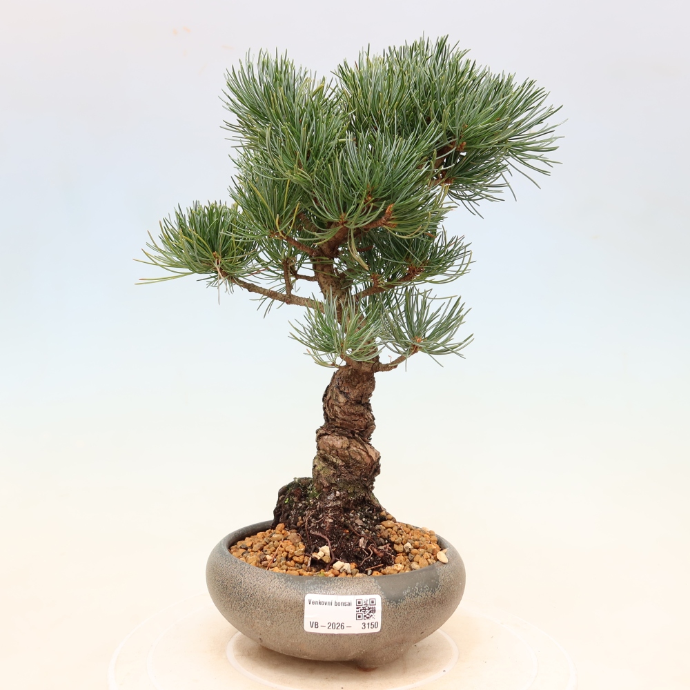 Venkovní bonsai - Pinus parviflora - Borovice drobnokvětá