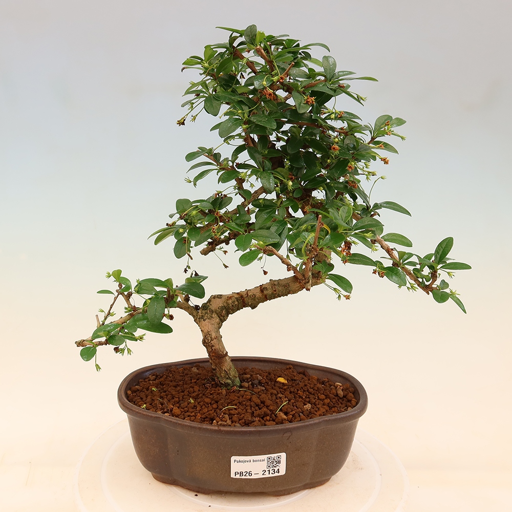 Pokojová bonsai - Carmona macrophylla - Čaj fuki
