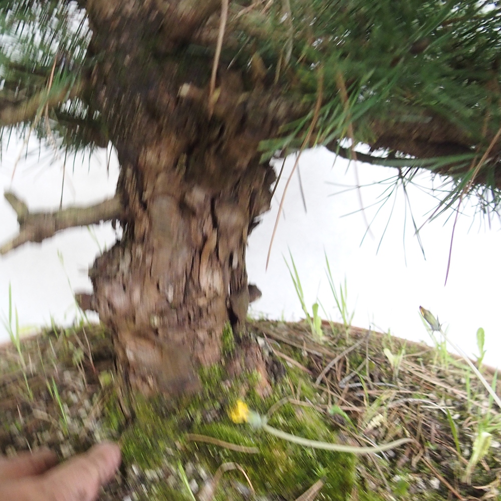 Venkovní bonsai - Pinus Nigra - Borovice černá
