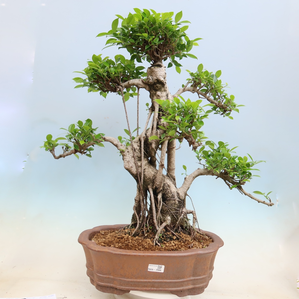 Pokojová bonsai - Ficus kimmen -  malolistý fíkus