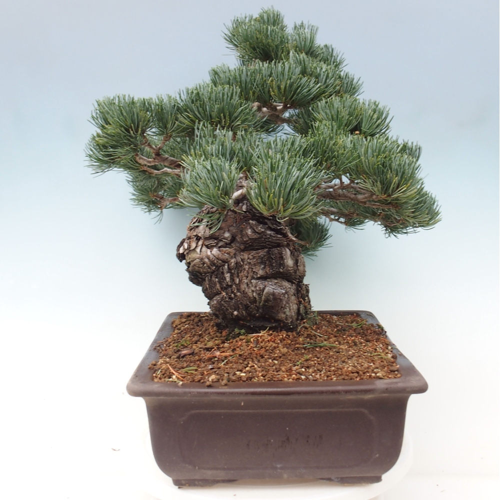 Venkovní bonsai - Pinus parviflora - Borovice drobnokvětá