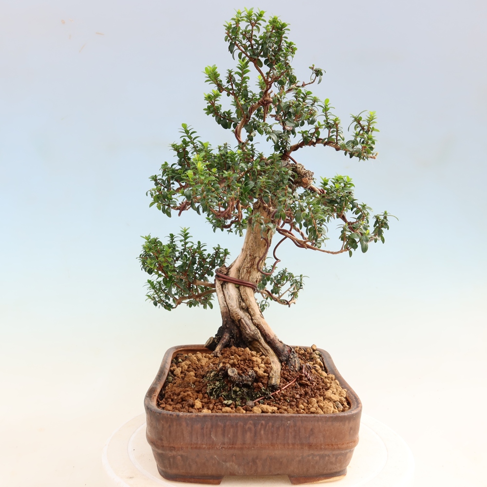 Pokojová bonsai - Myrtus communis - Myrta obecná