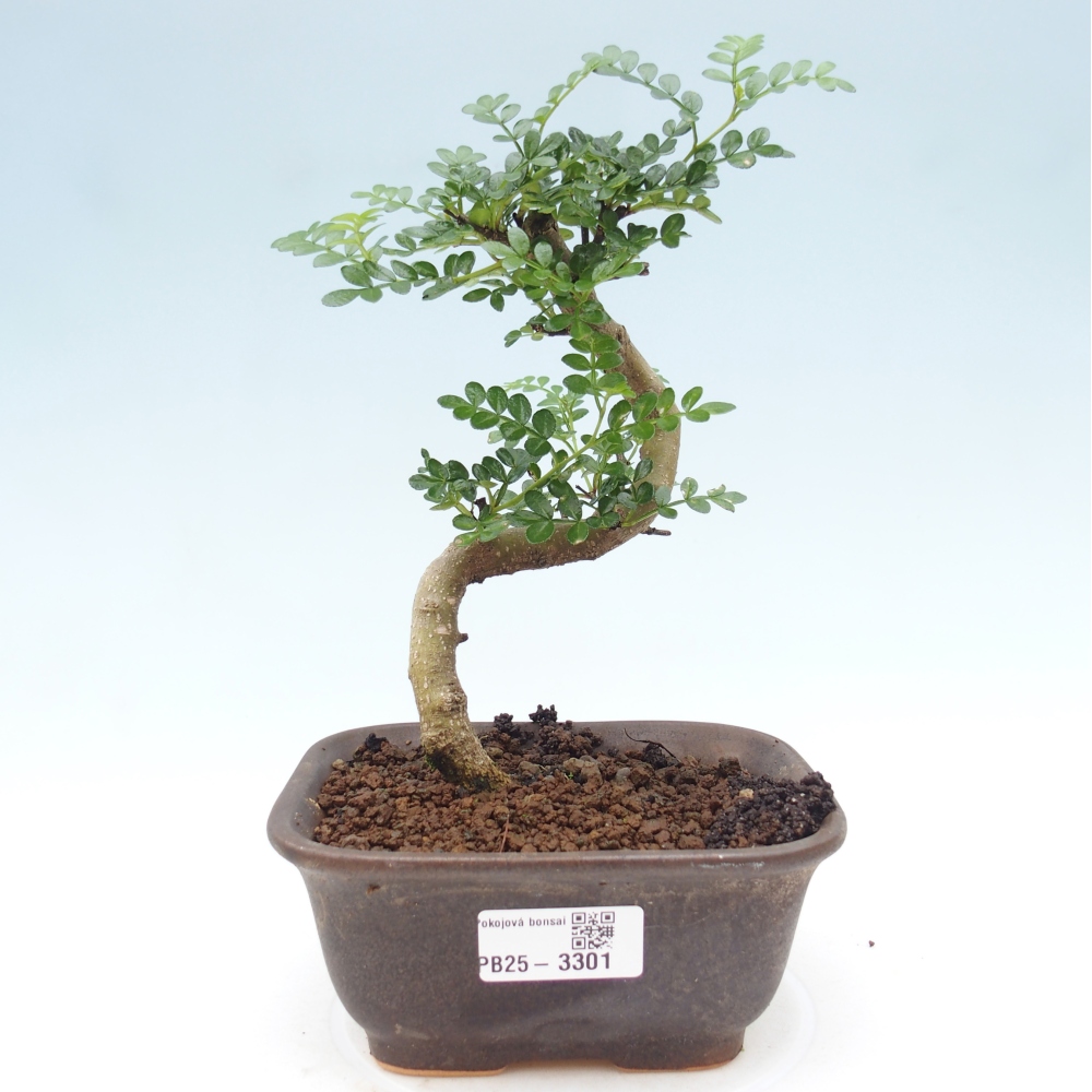 Pokojová bonsai - Zantoxylum piperitum - pepřovník