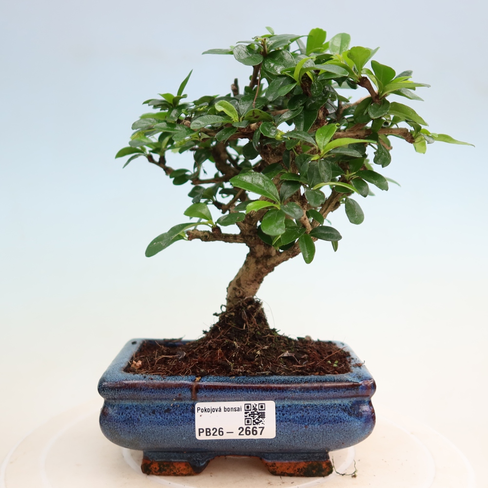 Pokojová bonsai - Carmona macrophylla - Čaj fuki