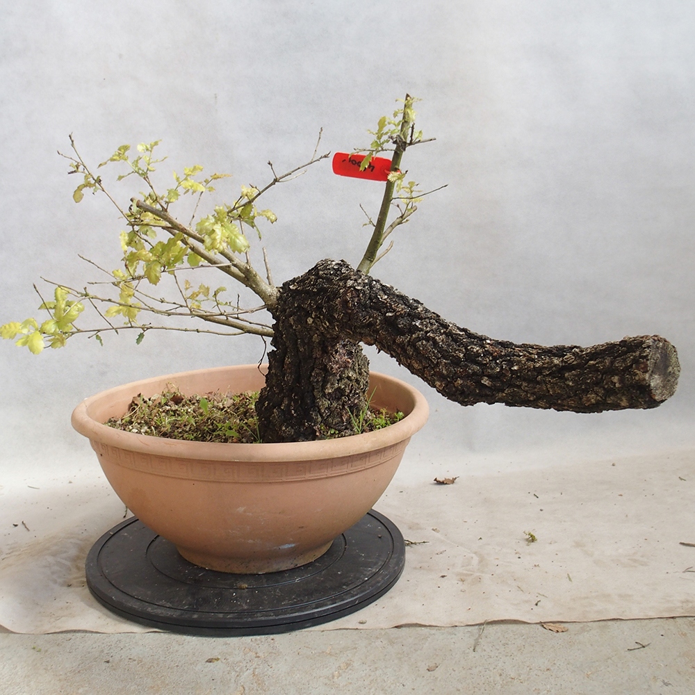 Venkovní bonsai Quercus Cerris - Dub Cer