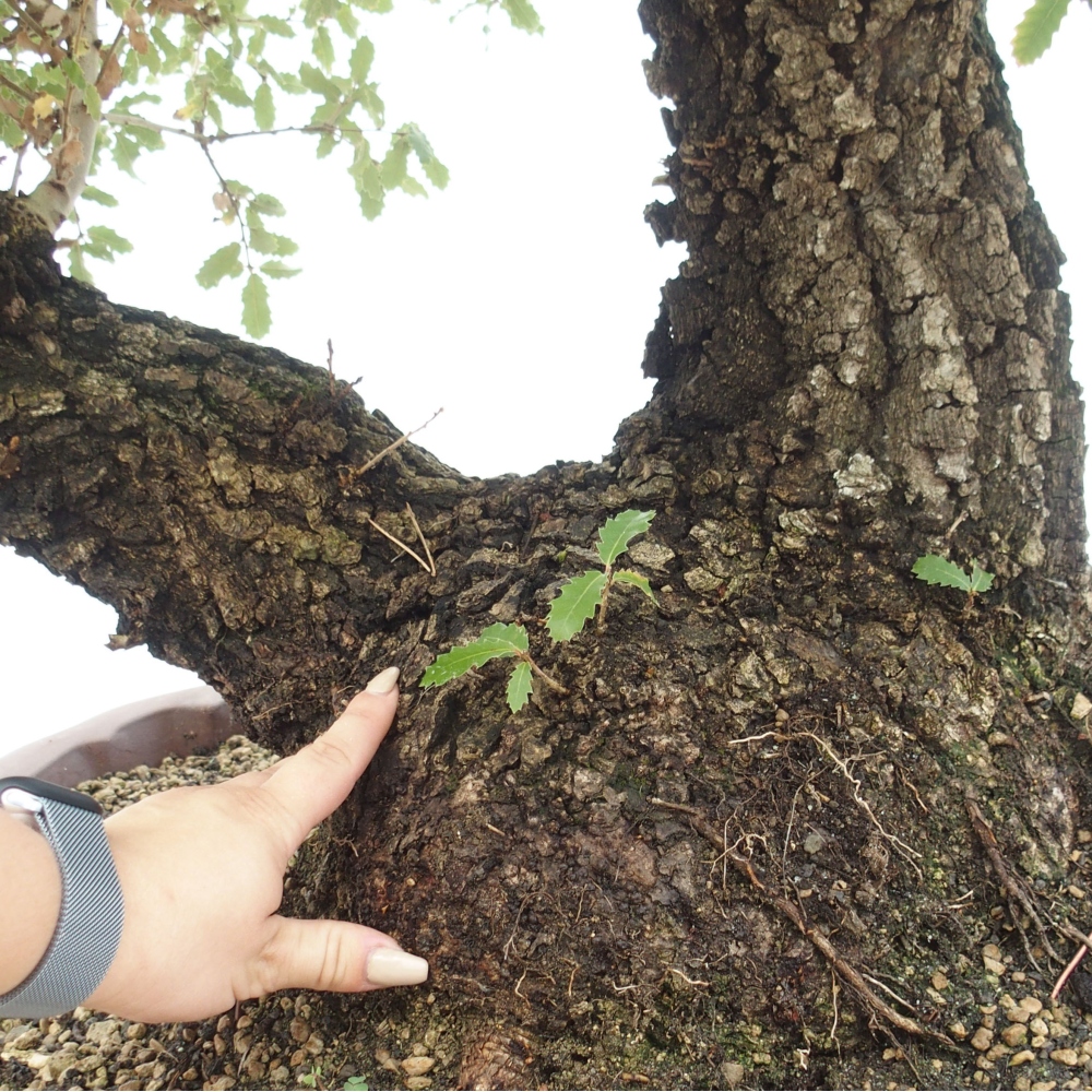 Yamadori - Quercus Ilex -Dub cesmínovitý