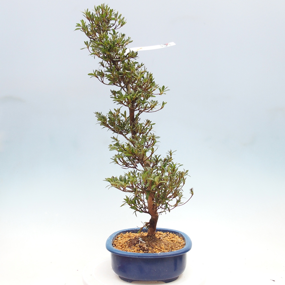 Venkovní bonsai - Japonská azalka - Azalea Hakurin