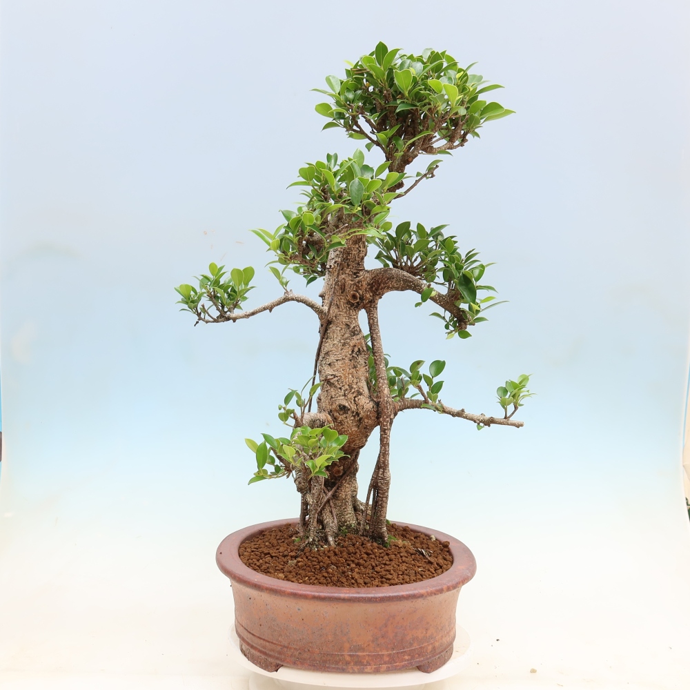 Pokojová bonsai - Ficus kimmen -  malolistý fíkus