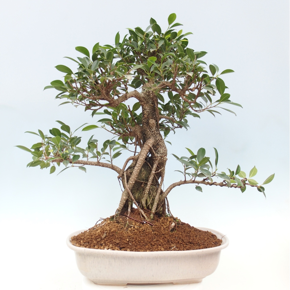 Pokojová bonsai - Ficus kimmen -  malolistý fíkus - POUZE OSOBNÍ ODBĚR nebo paletová přeprava