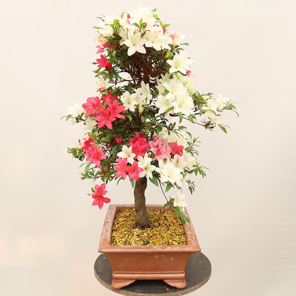 Venkovní bonsai - Japonská azalka - Azalea Chihiro