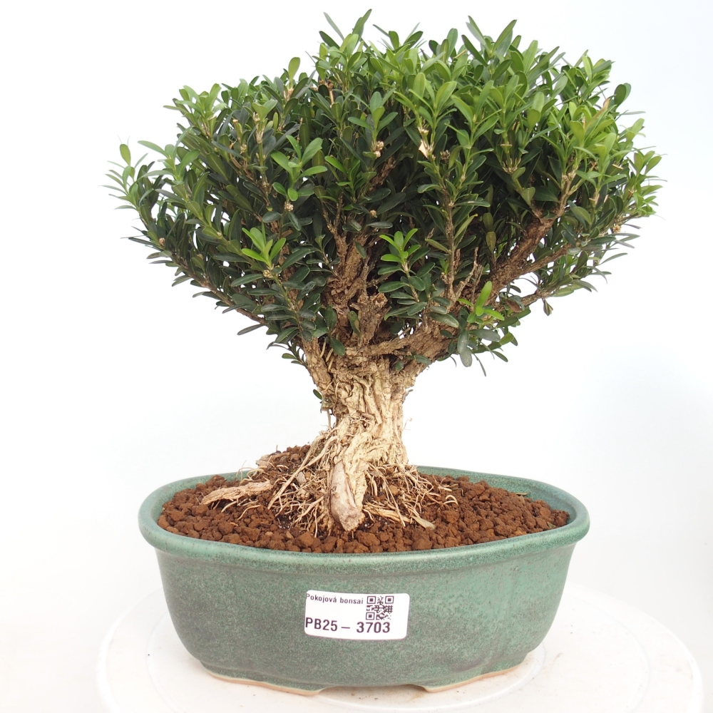Pokojová bonsai - Buxus harlandii - korkový buxus