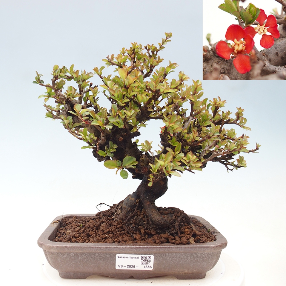 Venkovní  bonsai -  Chaneomeles speciosa - Kdoulovec ozdobný