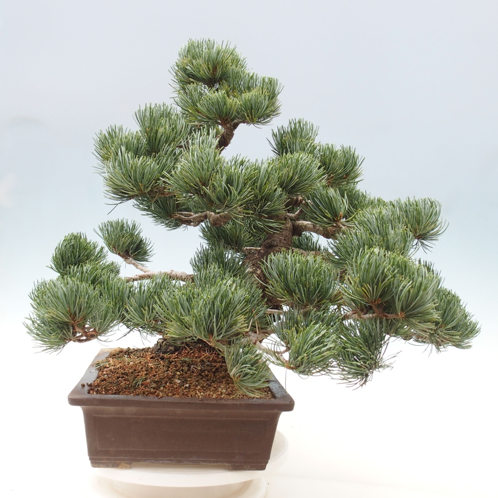 Venkovní bonsai - Pinus parviflora - Borovice drobnokvětá