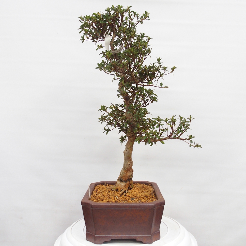 Venkovní bonsai - Japonská azalka - Azalea Hanatsuzuri